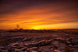 dawn,lone tree,lowlands,march,red,twilight,winter,portfolio