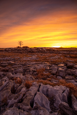 dawn,lone tree,lowlands,march,red,twilight,winter