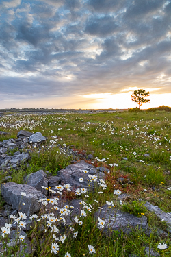 flower,june,lone tree,spring,sunrise,lowland,golden