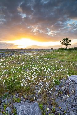 flower,june,lone tree,spring,sunrise,lowland,golden
