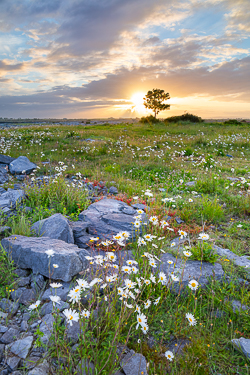 flower,june,lone tree,spring,sunrise,lowland,limited,portfolio,golden