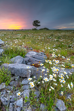 dawn,flower,june,lone tree,spring,twilight,lowland