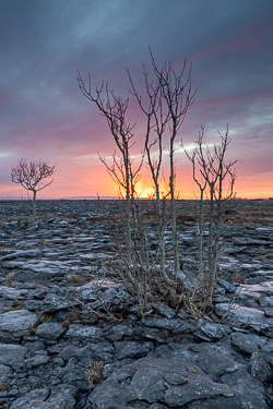 lone tree,march,sunrise,winter,lowland