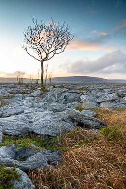 lone tree,november,sunset,winter,lowland