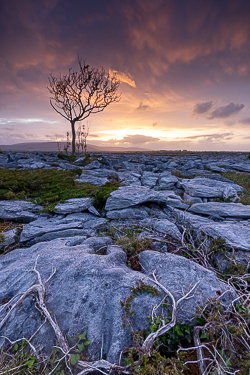 lone tree,may,orange,spring,sunset,portfolio,lowland