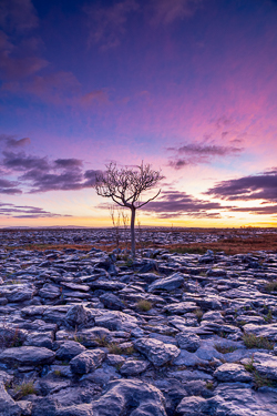 autumn,lone tree,long exposure,november,pink,twilight,lowland