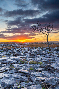 autumn,lone tree,november,sunrise,lowland,golden