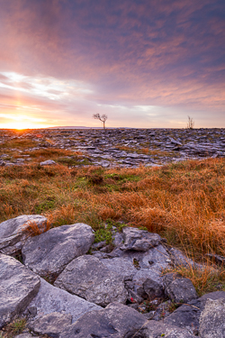 autumn,lone tree,november,sunrise,lowland,golden,pick-lowland