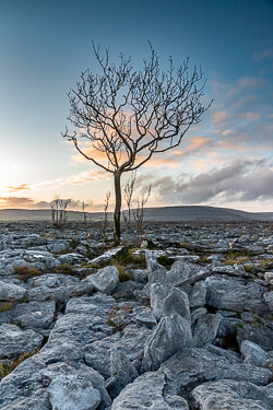 Lone tree beneath cool blue evening light in the Burren