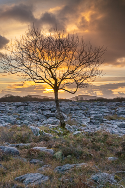 december,golden,lone tree,sunset,winter,lowland,pick-lowland