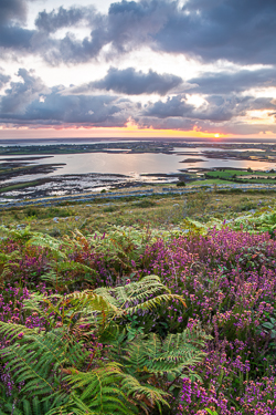 Purple heather and green ferns cover Abbey Hill as warm sunrise light breaks beneath dramatic summer clouds.