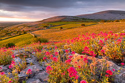 abbey hill,flower,june,spring,sunrise,valerian,golden,hills,pick-hills