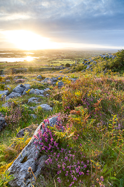 abbey hill,august,flowers,summer,sunrise,hills,heather