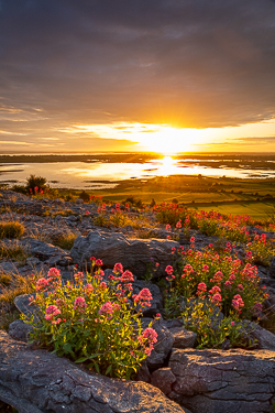 abbey hill,flowers,june,orange,red,spring,twilight,limited,valerian,portfolio,hills,golden