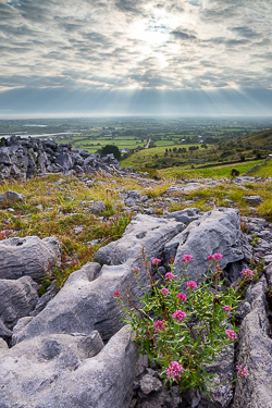 abbey hill,flowers,september,summer,sunrise,valerian,hills