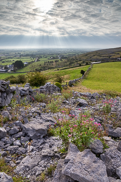 Pink wildflowers across a limestone pavement