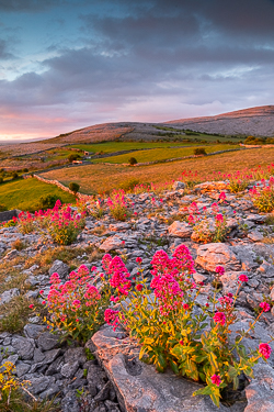 Pink valerian flowers among Burren limestone at sunrise on Abbey Hill