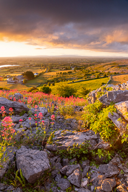 abbey hill,flower,may,spring,sunrise,sunstar,hills,golden,valerian