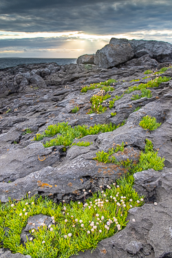 ballyreane,coast,fanore,flowers,july,summer,sunset