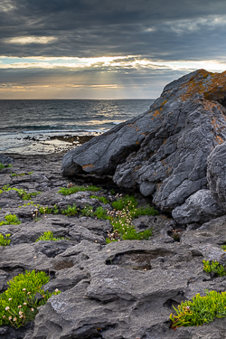 ballyreane,fanore,flowers,july,summer,sunset,coast