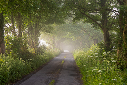 boston,july,lowlands,mist,rockvale,summer,trees