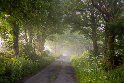 boston,july,lowlands,mist,rockvale,summer,trees