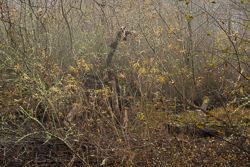 autumn,coole,lowland,minimal,november,woods,pick-lowland,limited