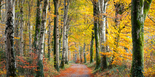 autumn,coole,november,panorama,trees,woods,lowland