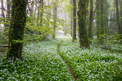 april,coole,flower,garlic,gort,lowland,mist,pick-lowland,spring,woodland