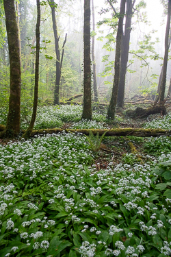 april,coole,flower,garlic,gort,lowland,mist,pick-lowland,spring,woodland