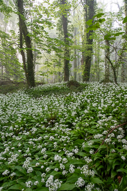 april,coole,flower,garlic,gort,lowland,mist,pick-lowland,spring,woodland