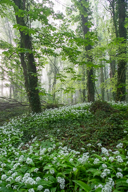 april,coole,flower,garlic,gort,lowland,mist,pick-lowland,spring,woodland