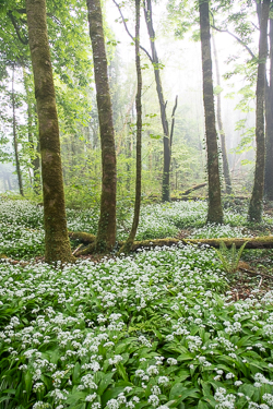 april,coole,flower,garlic,gort,lowland,mist,spring,woodland