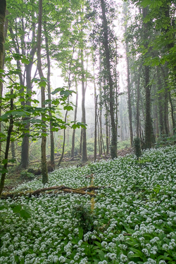 april,coole,flower,garlic,gort,lowland,mist,spring,woodland