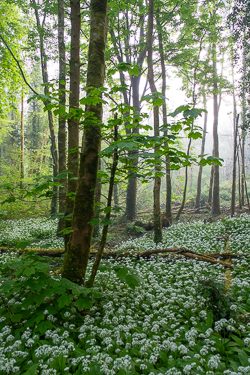 april,coole,flower,garlic,gort,lowland,mist,spring,woodland