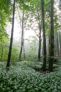 april,coole,flower,garlic,gort,lowland,mist,pick-lowland,spring,woodland