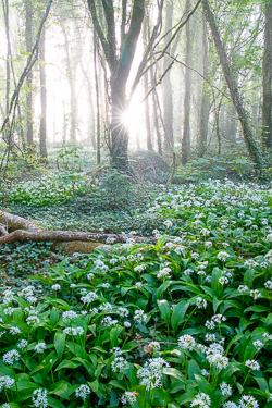 april,coole,flower,garlic,gort,lowland,mist,pick-lowland,spring,woodland