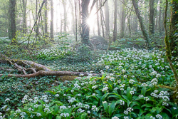april,coole,flower,garlic,gort,lowland,mist,pick-lowland,spring,woodland