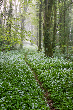 april,coole,flower,garlic,gort,lowland,mist,pick-lowland,spring,woodland