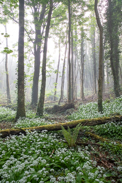 april,coole,flower,garlic,gort,lowland,mist,pick-lowland,spring,woodland