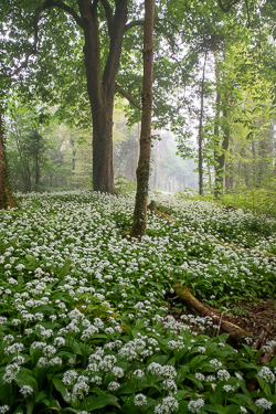 april,coole,flower,garlic,gort,lowland,mist,pick-lowland,portfolio,spring,woodland
