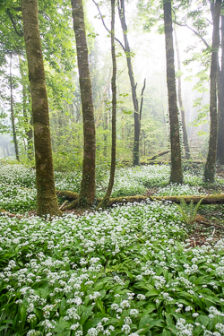 april,coole,flower,garlic,gort,lowland,mist,spring,woodland