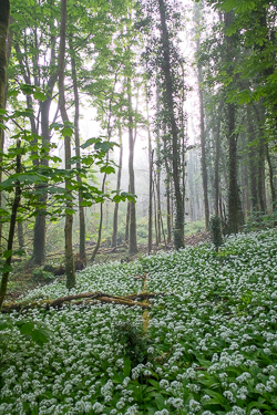 april,coole,flower,garlic,gort,lowland,mist,spring,woodland