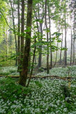 april,coole,flower,garlic,gort,lowland,mist,spring,woodland