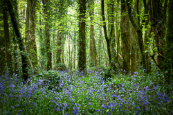 Bluebells carpeting a green woodland beneath filtered spring light at Coole Park near Gort, County Galway