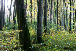 autumn,coole,november,woods,lowland