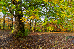 autumn,coole,november,woods,lowland
