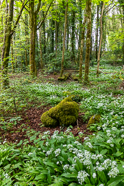 april,coole,flower,garlic,spring,green.lowland
