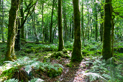 Forest Greens