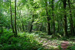 coole,july,summer,woods,green,lowland